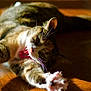 cat, tabby, stretching, yawning, mouth_open, teeth, tongue, paw, wooden_floor, sunlight, shadow, fur, whiskers, relaxed, pet, animal, indoor, closeup, sleepy, cute
