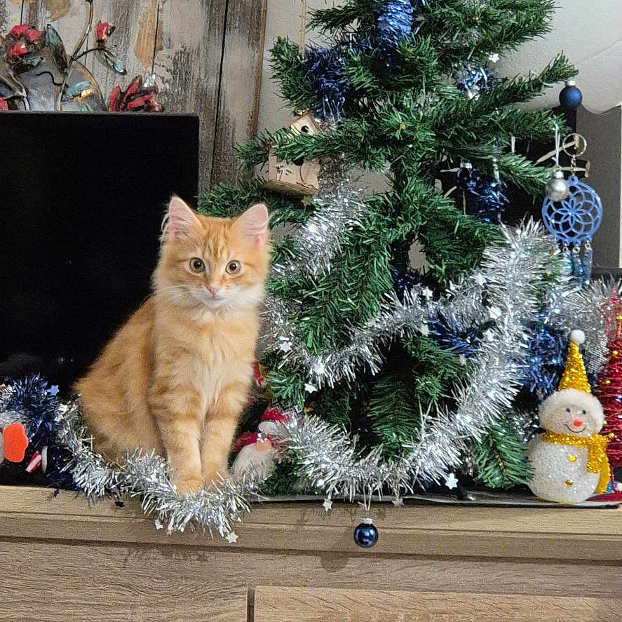 Ditss participe au concours pour gagner de l'argent avec cette photo : cat, celebration, christmas_tree, curious, decorations, feline, festive, fluffy, holiday_decor, home_interior, indoor, kitten, orange_cat, ornament, pet, seasonal, small_pet, snowman, tinsel, wooden_cabinet