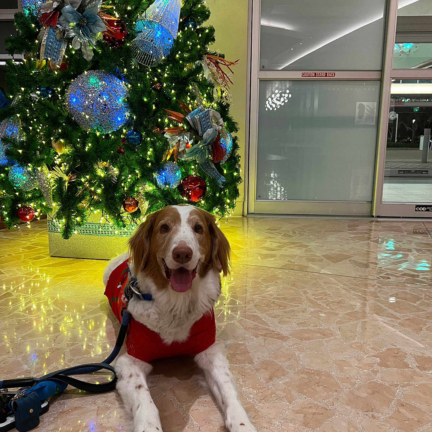 Winston joined the competition — help win amazing prizes! canine, celebration, christmas_tree, decorations, dog, festive, greenery, happy, holiday, indoor, leash, lights, marble_floor, ornaments, pet, red_sweater, relaxed, seasonal, smiling, tongue_out