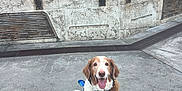 Winston is registered to the contest to win money with this photo: dog, pet, animal, blue_booties, leash, happy, sitting, concrete, urban, outdoor, metal_railings, person, walking, brown_and_white, canine, tongue_out, collar, harness, daylight, footwear