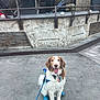 dog, pet, animal, blue_booties, leash, happy, sitting, concrete, urban, outdoor, metal_railings, person, walking, brown_and_white, canine, tongue_out, collar, harness, daylight, footwear