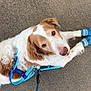 dog, brown_and_white, blue_booties, blue_harness, carpet, leash, looking_up, pet, canine, shoes, sneakers, owner, floor, resting, lying_down, cute, domestic_animal, animal, outdoor, walking_gear
