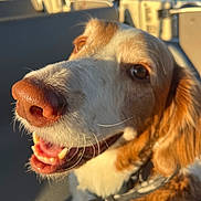 Winston is registered to the contest to win money with this photo: dog, close_up, smiling, brown_and_white, sunlight, outdoor, pet, happy, canine, collar, animal, nose, whiskers, fur, ears, teeth, background_blur, vehicle, seat, daytime
