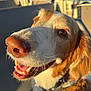 dog, close_up, smiling, brown_and_white, sunlight, outdoor, pet, happy, canine, collar, animal, nose, whiskers, fur, ears, teeth, background_blur, vehicle, seat, daytime
