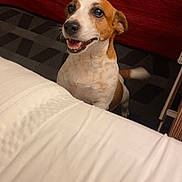Kenzie joined the competition — help win amazing prizes! dog, brown_and_white, happy, indoor, bed, carpet, pet, smiling, fur, canine, looking_up, animal, cute, tail, ears, white_bedspread, red_bed, floor, mammal, domestic_animal