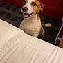 dog, brown_and_white, happy, indoor, bed, carpet, pet, smiling, fur, canine, looking_up, animal, cute, tail, ears, white_bedspread, red_bed, floor, mammal, domestic_animal