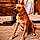 Wally