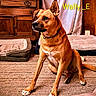 animal, brown_dog, carpet, collar, curtain, dog, dog_bed, furniture, home, indoors, living_room, pet, portrait, sitting, text_overlay, upright_ears, wally, white_chest, white_paws, wooden_cabinet