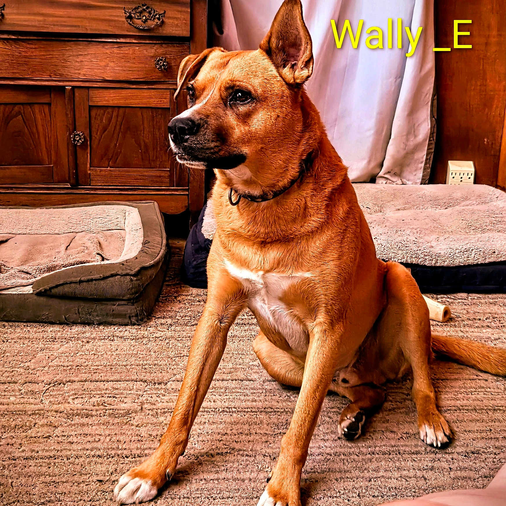 Wally
