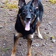 Raven is registered to the contest to win money with this photo: dog, german_shepherd, animal, pet, outdoor, forest_floor, tongue_out, alert, ears_up, playful, canine, nature, brown, black, fur, walking, wildlife, moss, twigs, ground