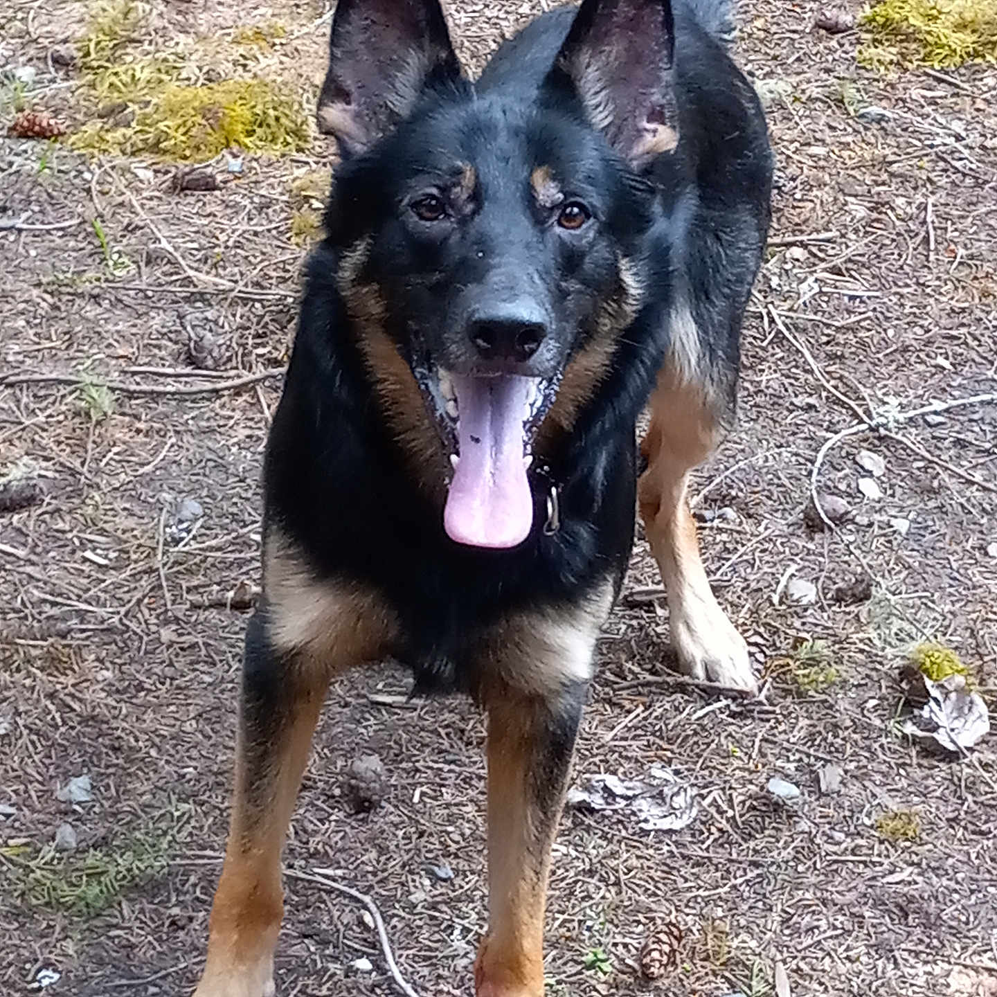 Raven is registered to the contest to win money with this photo: dog, german_shepherd, animal, pet, outdoor, forest_floor, tongue_out, alert, ears_up, playful, canine, nature, brown, black, fur, walking, wildlife, moss, twigs, ground