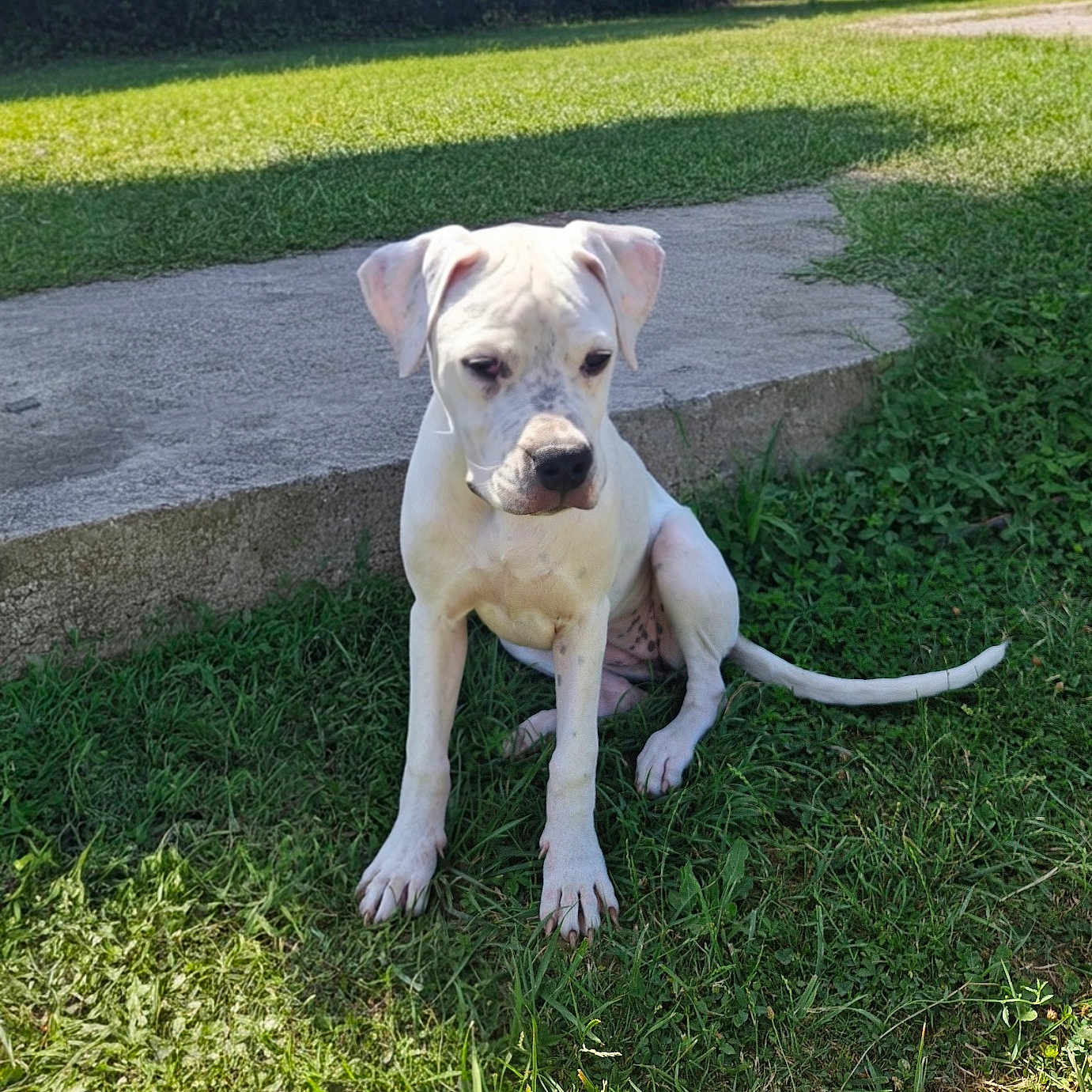 Becky a rejoint le concours — aidez-le/la à gagner de superbes lots ! dog, puppy, white_dog, grass, outdoor, sunlight, concrete, young_dog, pet, nature, greenery, sitting, canine, animal, backyard, daylight, cute, fur, ears, tail