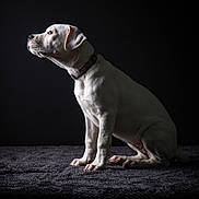 Becky a rejoint le concours — aidez-le/la à gagner de superbes lots ! dog, white_dog, sitting, profile, dark_background, collar, pet, animal, portrait, studio, focused, side_view, canine, indoor, looking_away, fur, paw, muscular, alert, calm