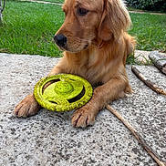 Speranza a rejoint le concours — aidez-le/la à gagner de superbes lots ! golden_retriever, dog, pet, outdoor, grass, concrete, toy, frisbee, paws, stick, nature, animal, canine, play, relaxed, fur, side_view, daylight, garden, closeup