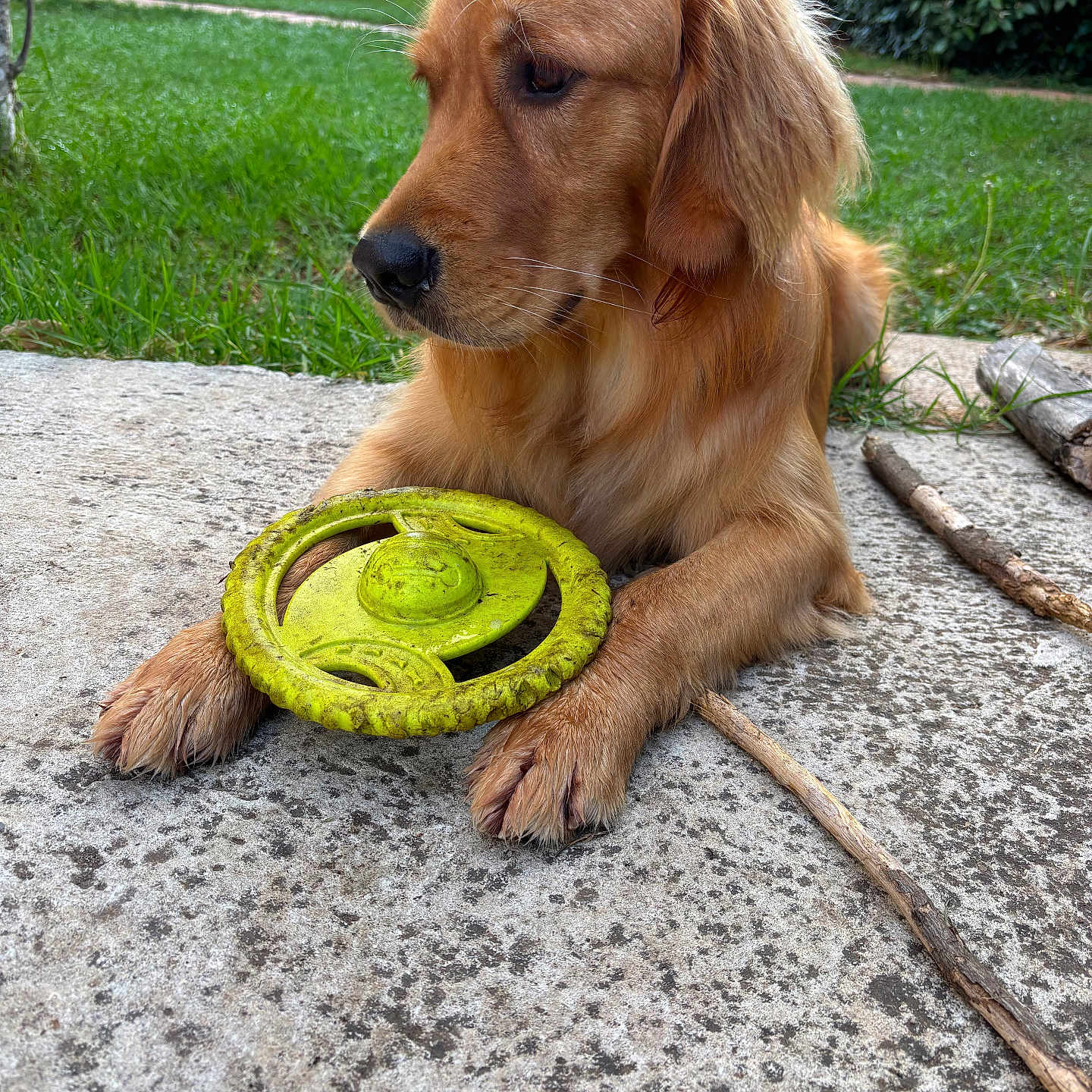 Speranza a rejoint le concours — aidez-le/la à gagner de superbes lots ! animal, canine, closeup, concrete, daylight, dog, frisbee, fur, garden, golden_retriever, grass, nature, outdoor, paws, pet, play, relaxed, side_view, stick, toy