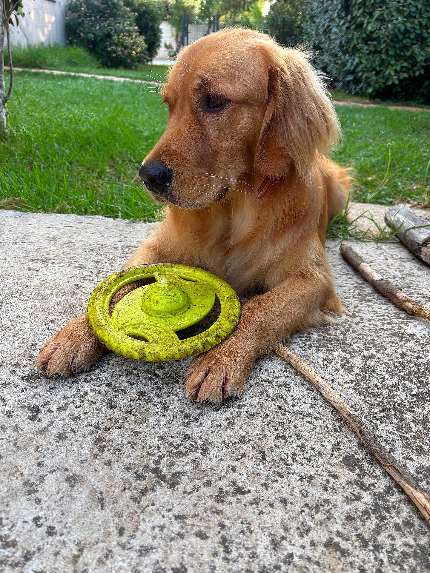 Speranza a rejoint le concours — aidez-le/la à gagner de superbes lots ! golden_retriever, dog, pet, outdoor, grass, concrete, toy, frisbee, paws, stick, nature, animal, canine, play, relaxed, fur, side_view, daylight, garden, closeup