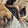 dog, pug, close_up, paw, face, eyes, fur, pet, cute, animal, indoor, blanket, cozy, nose, whiskers, portrait, resting, soft, brown, expression