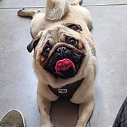 Aiko participe au concours pour gagner de l'argent avec cette photo : dog, pug, tongue, pet, animal, cute, floor, expressive_eyes, harness, tail, playful, lying_down, concrete, indoor, close_up, adorable, mammal, friendly, companion, domestic