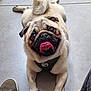 dog, pug, tongue, pet, animal, cute, floor, expressive_eyes, harness, tail, playful, lying_down, concrete, indoor, close_up, adorable, mammal, friendly, companion, domestic