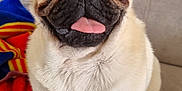 Aiko a rejoint le concours — aidez-le/la à gagner de superbes lots ! pug, dog, pet, animal, tongue_out, cute, sitting, indoor, couch, blanket, fur, face, ears, nose, eyes, paw, mammal, canine, companion, friendly