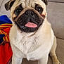 animal, blanket, canine, companion, couch, cute, dog, ears, eyes, face, friendly, fur, indoor, mammal, nose, paw, pet, pug, sitting, tongue_out
