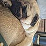 dog, pug, sleeping, couch, cozy, snuggling, pet, animal, fur, wrinkles, domestic, companion, indoor, relaxed, cute, friendship, closeup, resting, paw, canine