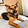 Scooby