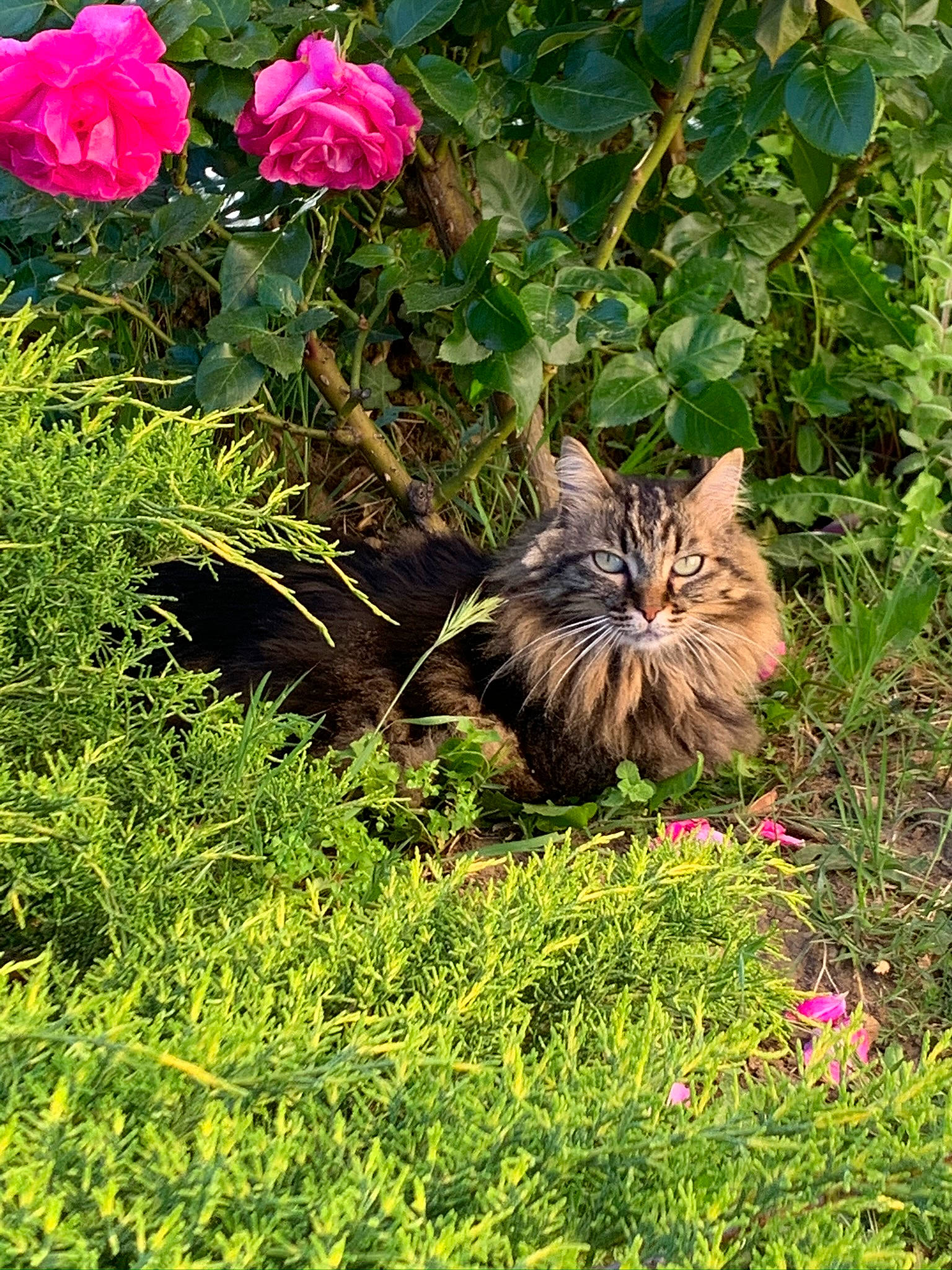 Juliette participe au concours pour gagner de l'argent avec cette photo : annual_plant, botany, carnivore, cat, fawn, felidae, floribunda, flower, flowering_plant, grass, groundcover, herbaceous_plant, petal, plant, rose, shrub, small_to_medium_sized_cats, terrestrial_animal, vegetation, whiskers