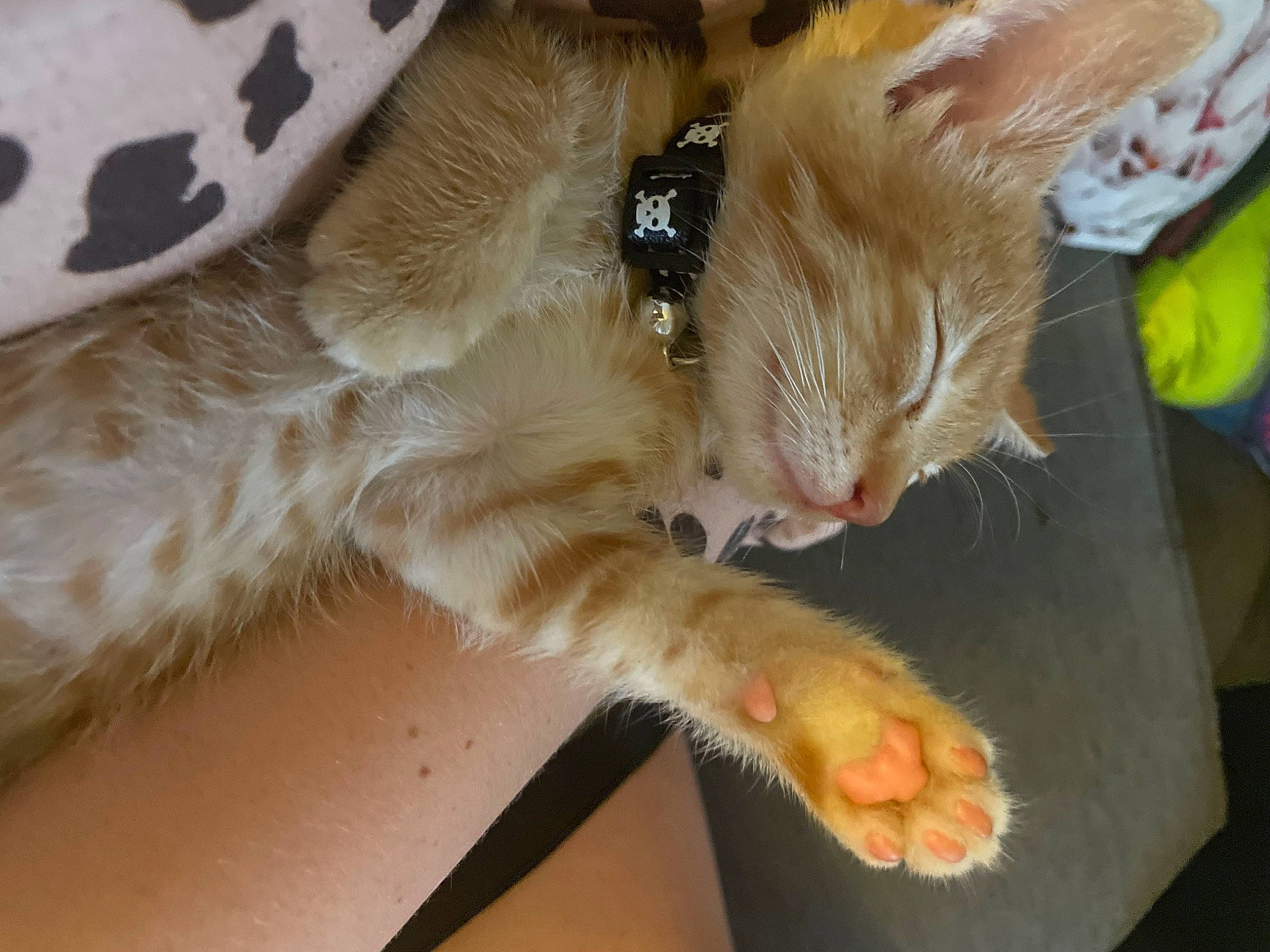 Queso joined the competition — help win amazing prizes! carnivore, cat, claw, comfort, domestic_short_haired_cat, ear, fawn, felidae, foot, fur, gesture, lap, nap, paw, small_to_medium_sized_cats, snout, tail, whiskers