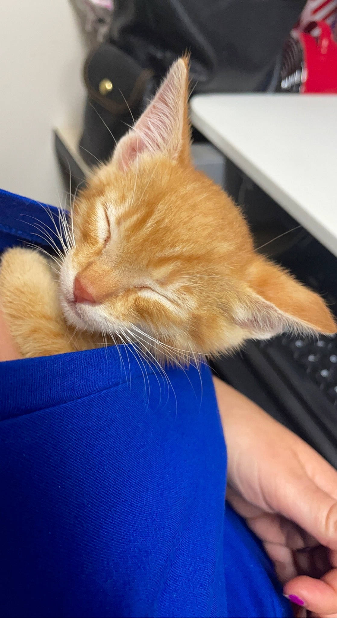 Queso joined the competition — help win amazing prizes! blue, carnivore, cat, comfort, computer_keyboard, domestic_short_haired_cat, ear, electric_blue, fawn, felidae, finger, foot, gesture, human_leg, lap, nail, small_to_medium_sized_cats, snout, table, whiskers