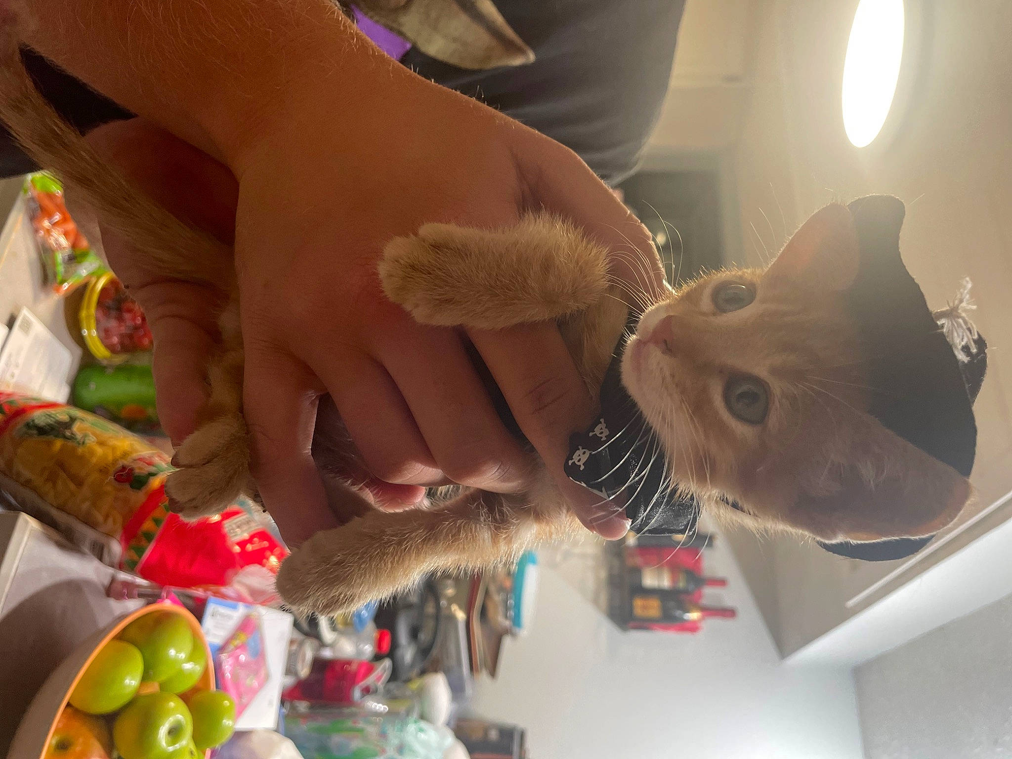 Queso joined the competition — help win amazing prizes! apple, candy, child, comfort_food, event, fashion_accessory, fawn, felidae, finger_food, food, fruit, fun, fur, hand, nail, natural_foods, small_to_medium_sized_cats, stuffed_toy, sweetness, whiskers