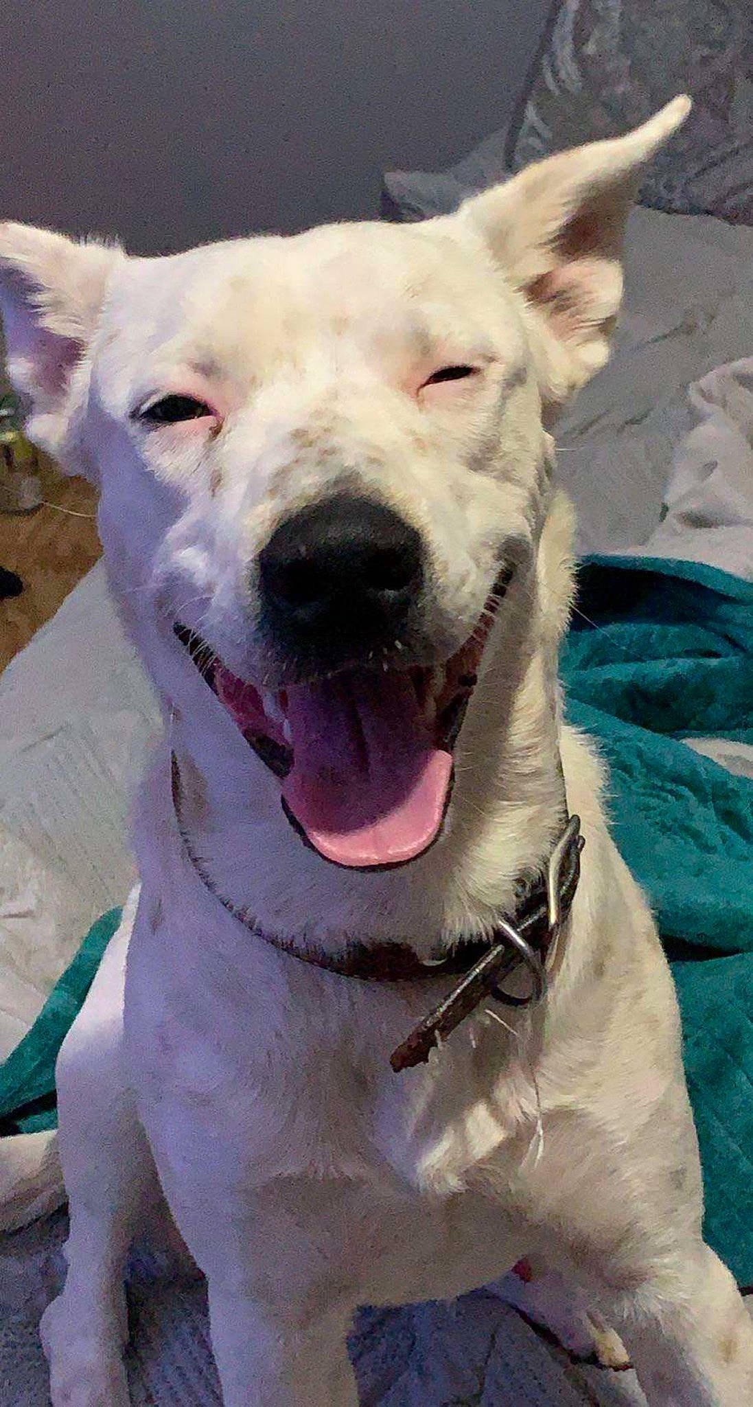 Klaus joined the competition — help win amazing prizes! ancient_dog_breeds, canidae, carnivore, collar, companion_dog, dog, dog_breed, dog_collar, fang, fawn, giant_dog_breed, happy, jaw, non_sporting_group, snout, sporting_group, terrestrial_animal, whiskers, working_animal, working_dog