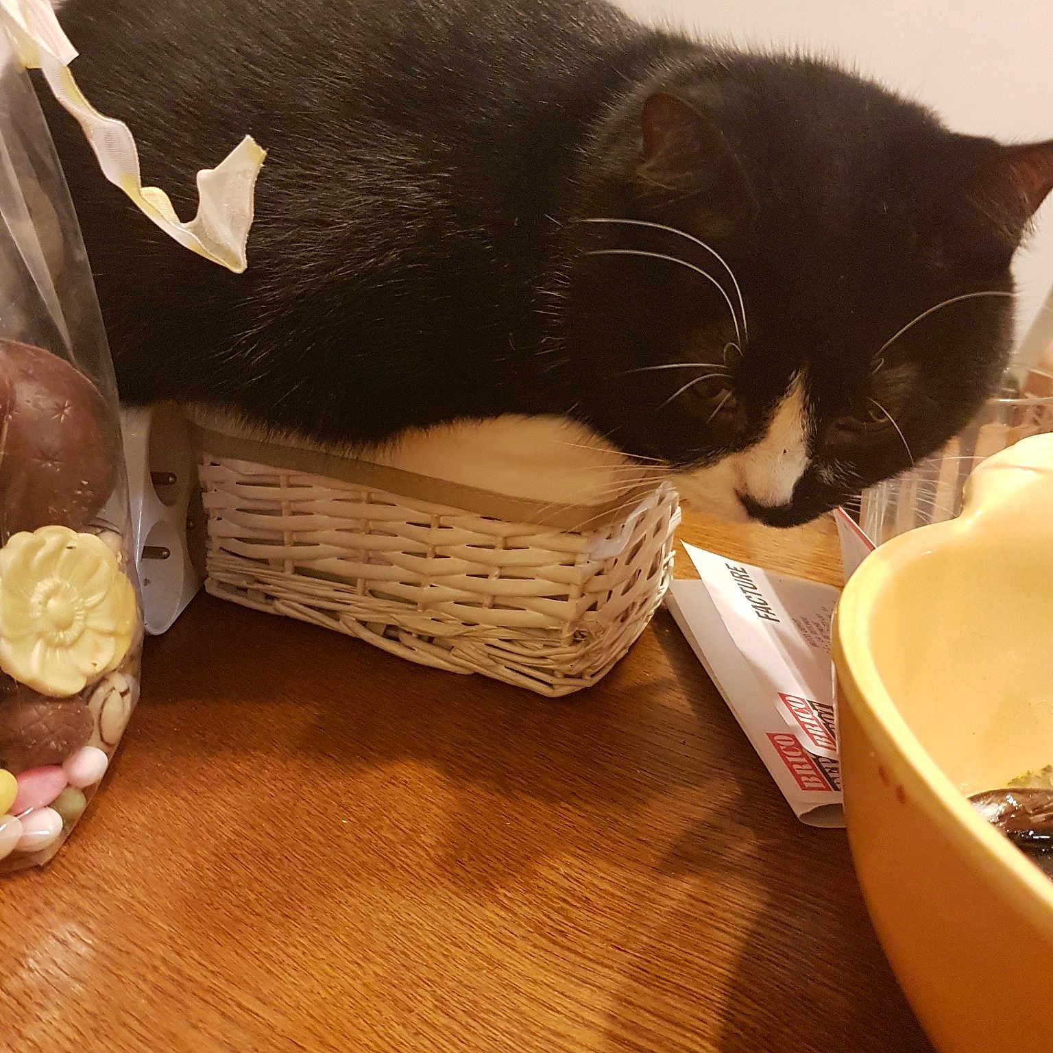 Chanel a rejoint le concours — aidez-le/la à gagner de superbes lots ! black_cat, carnivore, cat, cat_supply, comfort_food, felidae, food, hardwood, kitten, side_dish, small_to_medium_sized_cats, whiskers