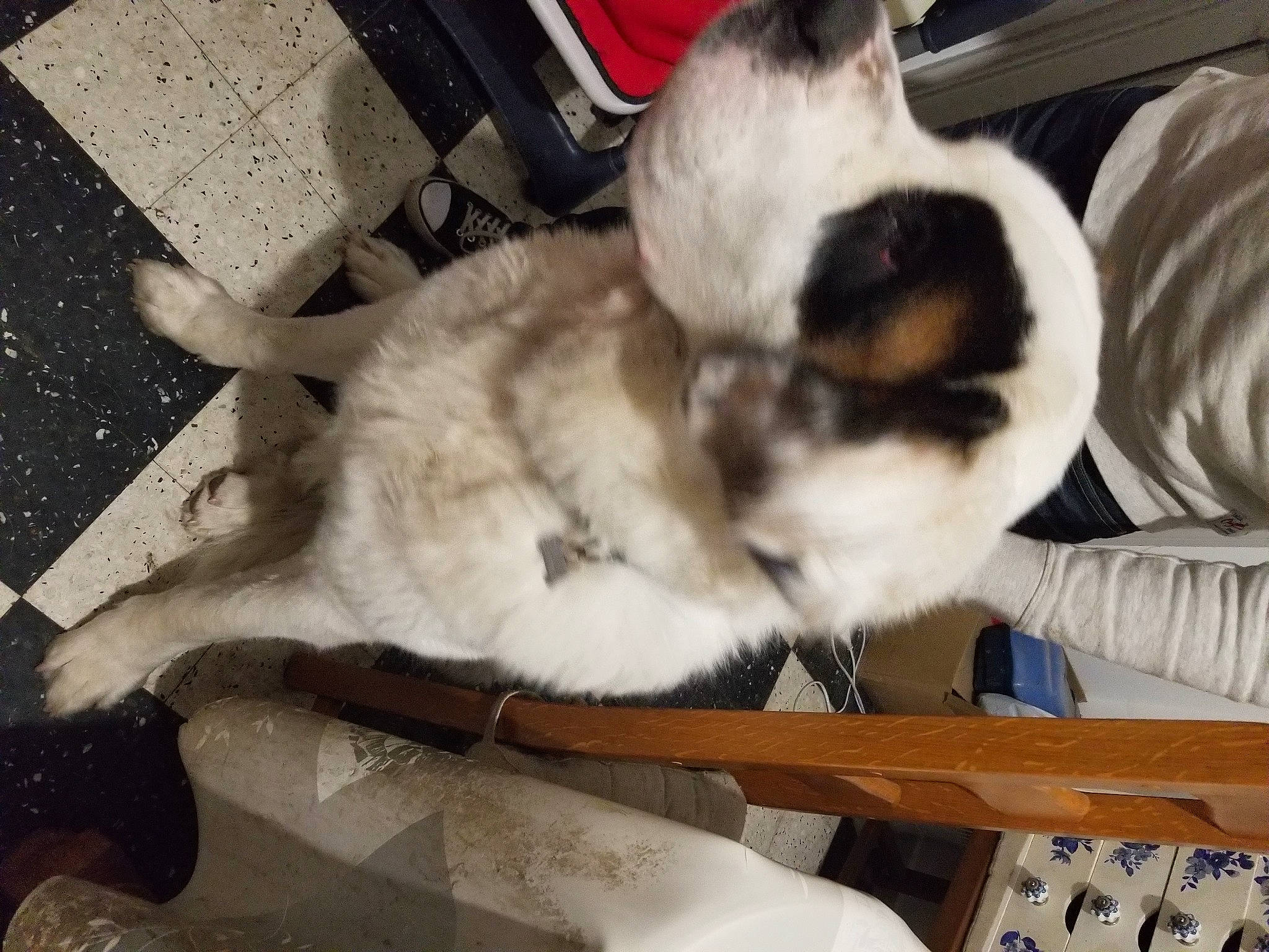 Simba participe au concours pour gagner de l'argent avec cette photo : balinese, carnivore, cat, claw, comfort, companion_dog, dog_breed, domestic_short_haired_cat, fawn, felidae, fur, paw, siamese, small_to_medium_sized_cats, tail, terrestrial_animal, thai, tonkinese, whiskers, wood