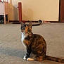 Autumn is registered to the contest to win money with this photo: aegean_cat, carnivore, cat, domestic_short_haired_cat, european_shorthair, felidae, floor, fur, kitten, mammal, paw, polydactyl_cat, small_to_medium_sized_cats, tabby_cat, tail, whiskers