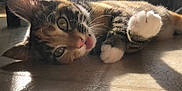 Autumn is registered to the contest to win money with this photo: aegean_cat, american_shorthair, american_wirehair, asian, carnivore, cat, claw, domestic_short_haired_cat, dragon_li, european_shorthair, felidae, fur, kitten, mammal, paw, polydactyl_cat, small_to_medium_sized_cats, snout, tabby_cat, whiskers