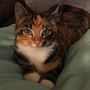 Autumn is registered to the contest to win money with this photo: aegean_cat, american_shorthair, american_wirehair, asian, australian_mist, bengal, carnivore, cat, domestic_short_haired_cat, dragon_li, european_shorthair, felidae, kitten, mammal, norwegian_forest_cat, small_to_medium_sized_cats, sokoke, tabby_cat, vertebrate, whiskers