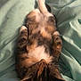 Autumn joined the competition — help win amazing prizes! canidae, carnivore, cat, claw, dog_breed, ear, felidae, nap, paw, sleep, small_to_medium_sized_cats, whiskers