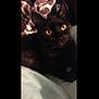 Valeera joined the competition — help win amazing prizes! asian, black, black_cat, bombay, burmese, carnivore, cat, devon_rex, domestic_short_haired_cat, ear, eye, felidae, fur, german_rex, kitten, mammal, small_to_medium_sized_cats, snout, vertebrate, whiskers