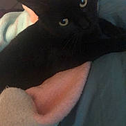 Valeera is registered to the contest to win money with this photo: black, black_cat, black_hair, bombay, carnivore, cat, ear, eye, felidae, leg, photography, skin, small_to_medium_sized_cats, whiskers