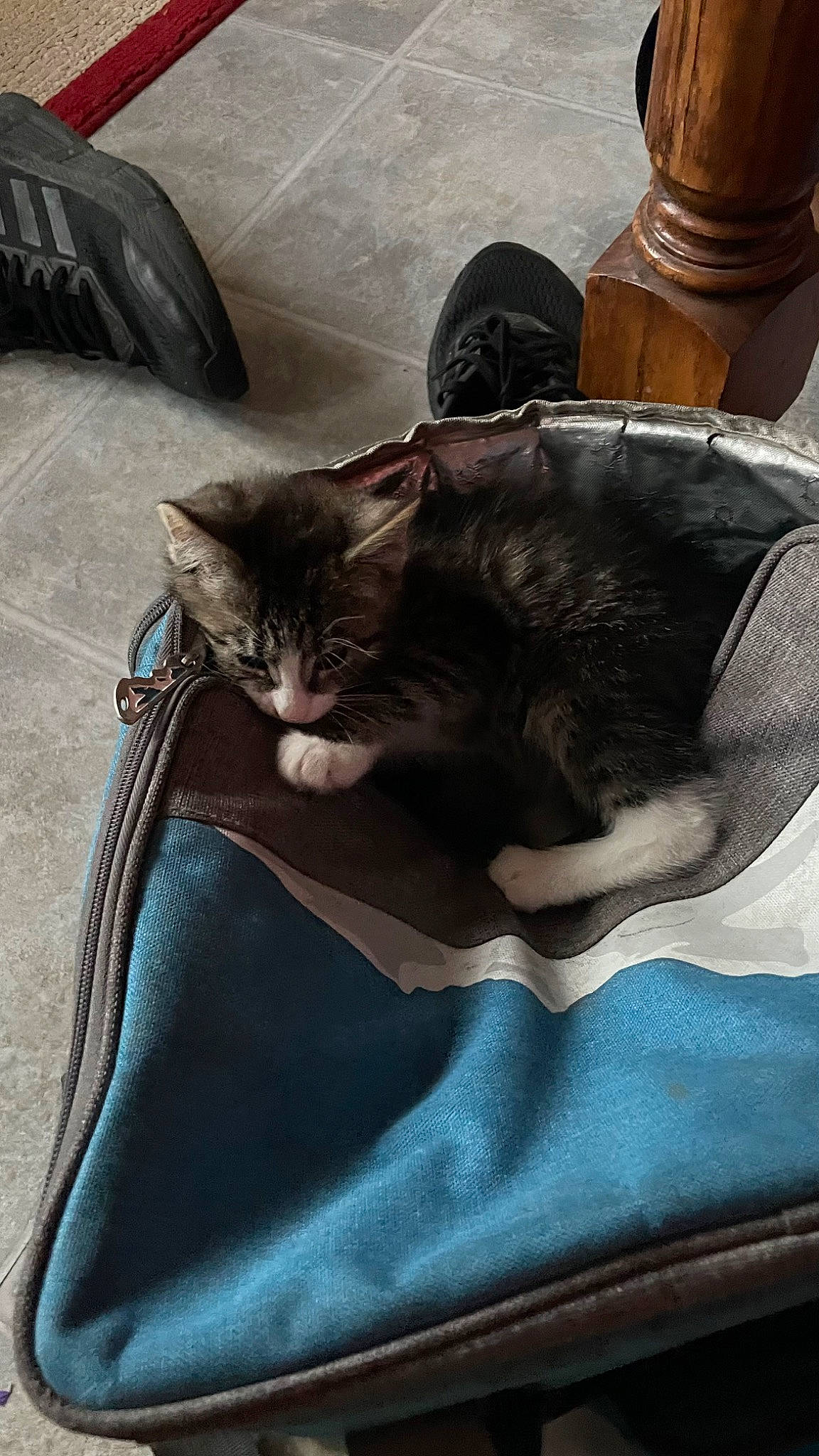 Maverick joined the competition — help win amazing prizes! bag, baggage, brown, carnivore, cat, comfort, domestic_short_haired_cat, electric_blue, felidae, fur, grey, hat, human_leg, leather, linens, luggage_and_bags, sitting, small_to_medium_sized_cats, tail, whiskers