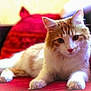 cat, orange_and_white_cat, fluffy_cat, pet, indoor, couch, red_couch, cushion, relaxed, feline, animal, whiskers, paws, fur, looking_at_camera, cozy, domestic_cat, cute, resting, soft_light