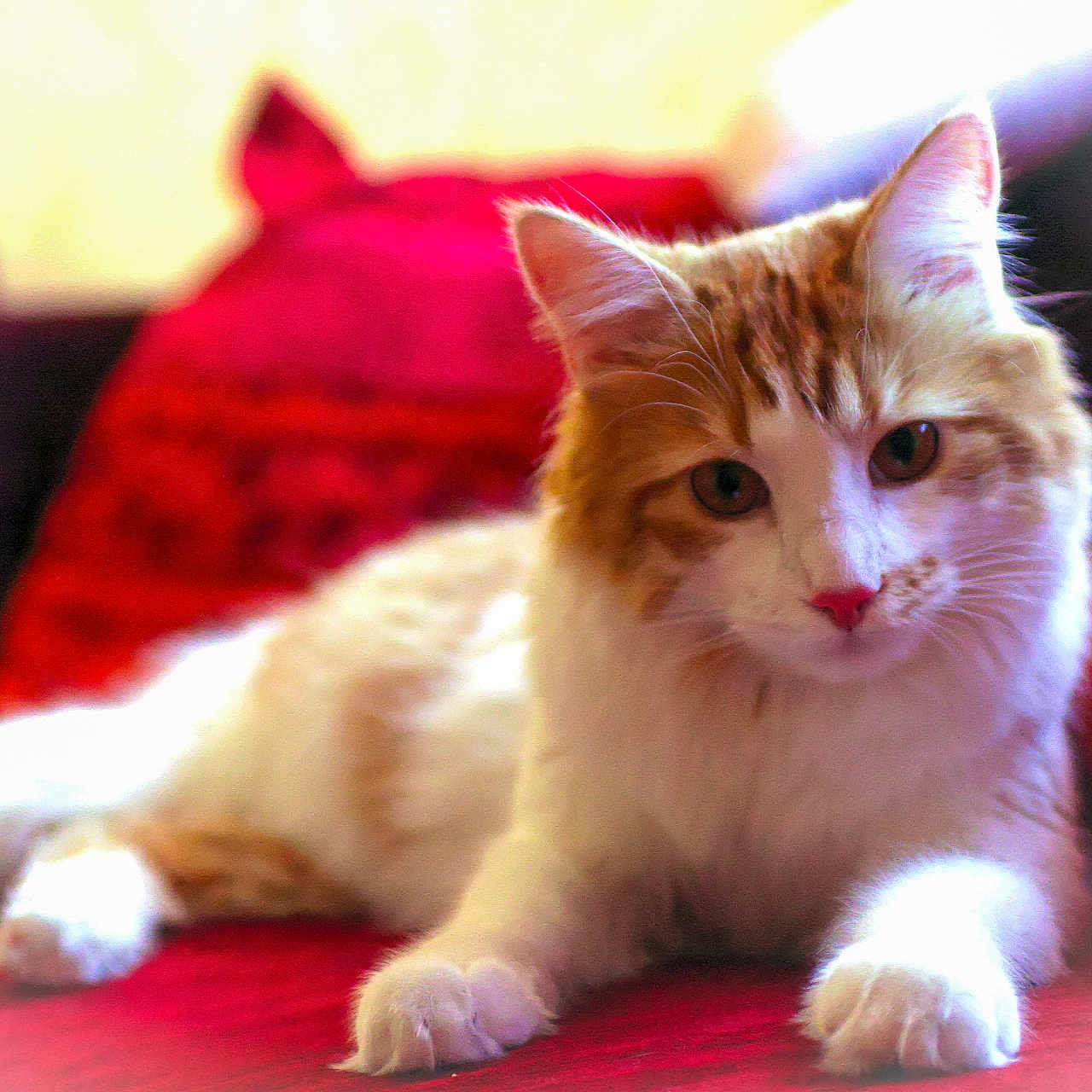 Ewok participe au concours pour gagner de l'argent avec cette photo : animal, cat, couch, cozy, cushion, cute, domestic_cat, feline, fluffy_cat, fur, indoor, looking_at_camera, orange_and_white_cat, paws, pet, red_couch, relaxed, resting, soft_light, whiskers