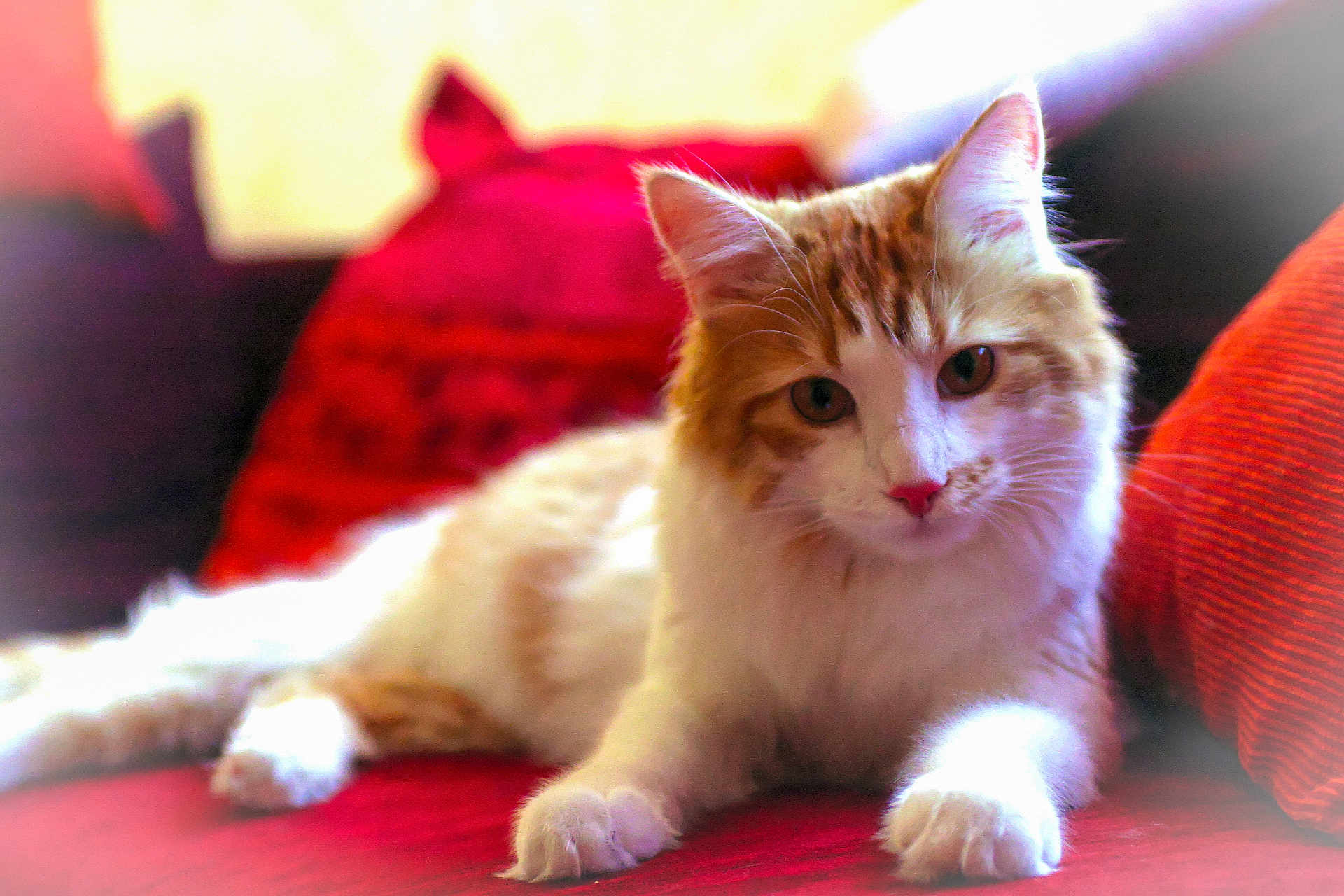 Ewok participe au concours pour gagner de l'argent avec cette photo : cat, orange_and_white_cat, fluffy_cat, pet, indoor, couch, red_couch, cushion, relaxed, feline, animal, whiskers, paws, fur, looking_at_camera, cozy, domestic_cat, cute, resting, soft_light