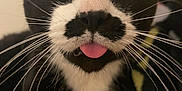 Bigotes is registered to the contest to win money with this photo: cat, black_and_white, whiskers, tongue_out, close_up, pet, animal, feline, cute, face, fur, indoor, expression, curious, playful, nose, ears, eyes, muzzle, portrait
