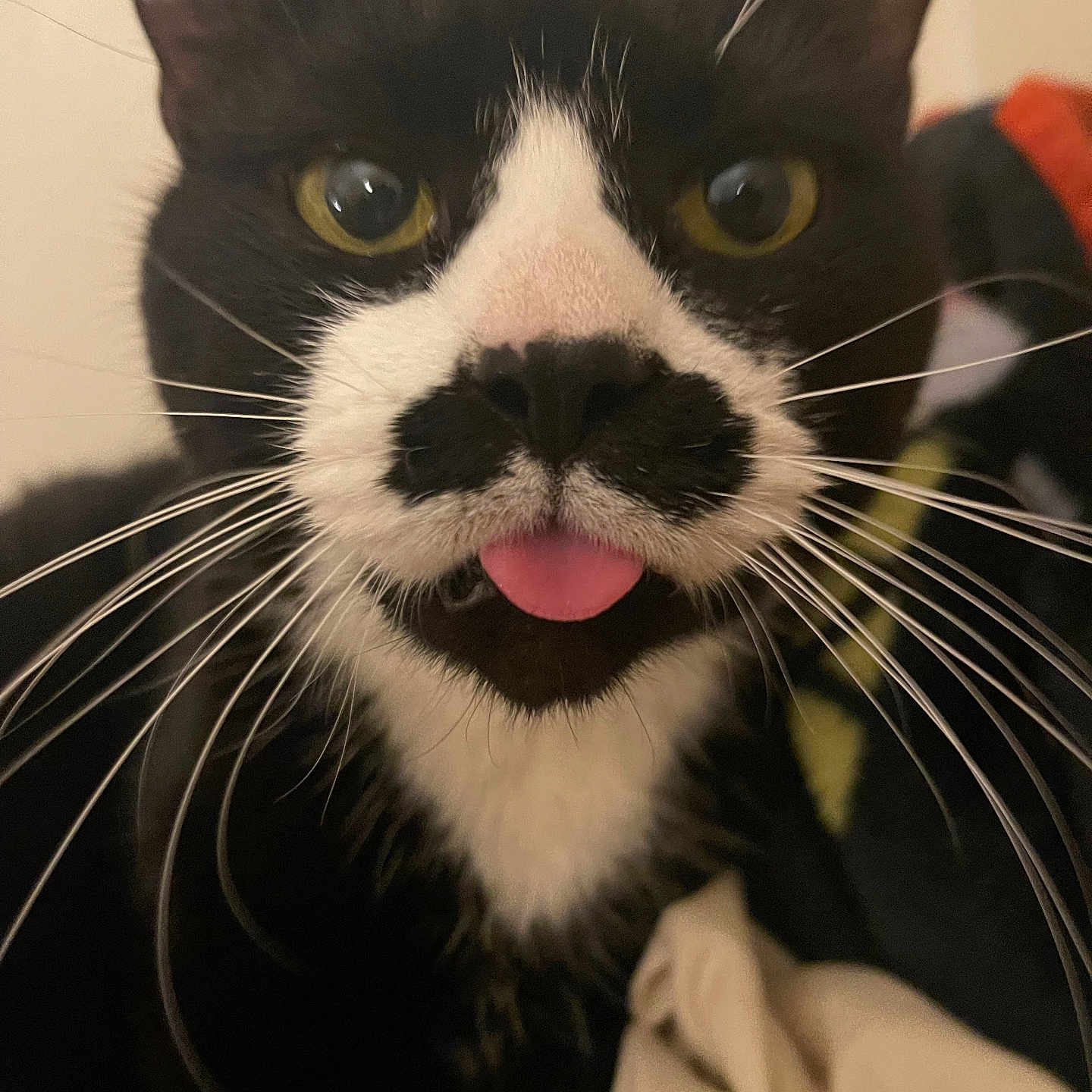 Bigotes