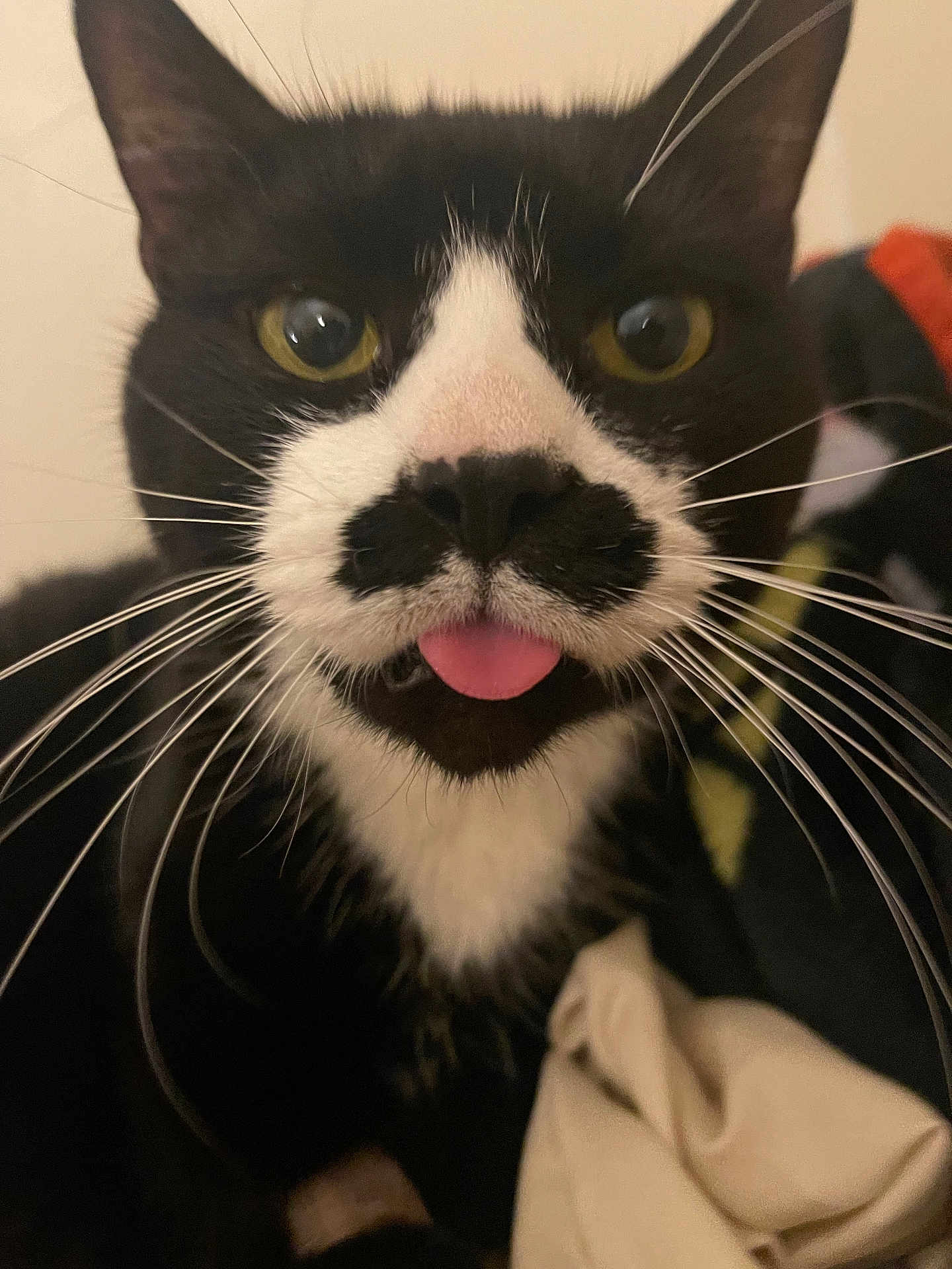 Bigotes