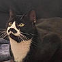 Bigotes is registered to the contest to win money with this photo: cat, tuxedo_cat, black_and_white, pet, animal, whiskers, yellow_eyes, feline, domestic_cat, indoor, resting, fur, close_up, looking, cute, mammal, portrait, cozy, relaxed, soft_lighting