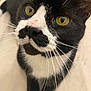 Bigotes joined the competition — help win amazing prizes! cat, tuxedo_cat, close_up, yellow_eyes, whiskers, black_and_white, pet, animal, curious, indoor, feline, face, fur, looking_up, cute, domestic, mammal, portrait, soft_background, friendly