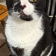 Pucci is registered to the contest to win money with this photo: alert, animal, black_and_white, cat, chair, close_up, curious, cute, domestic_cat, ears, feline, fur, household, indoor, pet, portrait, sitting, tuxedo_cat, whiskers, yellow_eyes